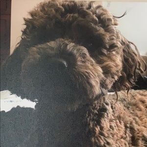 Meet your Posher, Gyorgyi